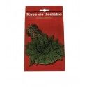Rosa de Jerico